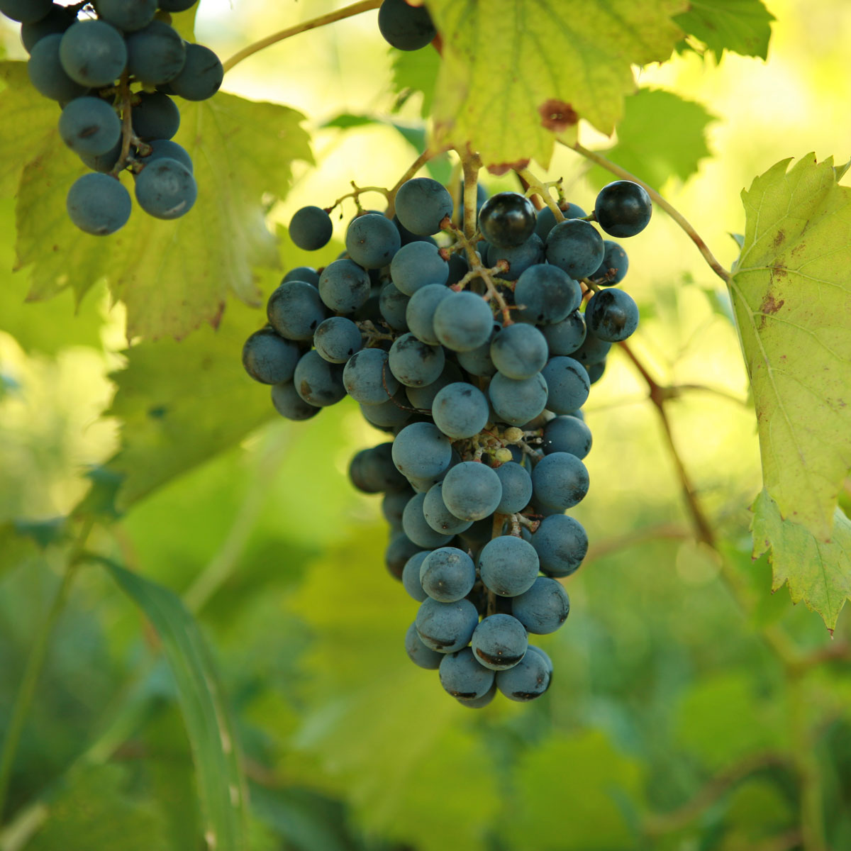 Chambourcin Grapevine