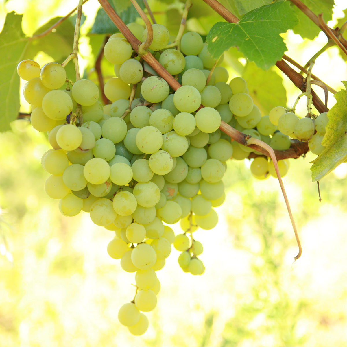 Marquis Grapevine