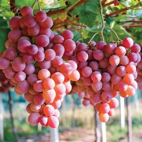 Einset Seedless