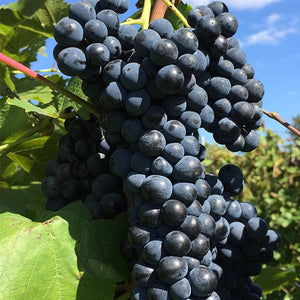 Marquette Grapevine