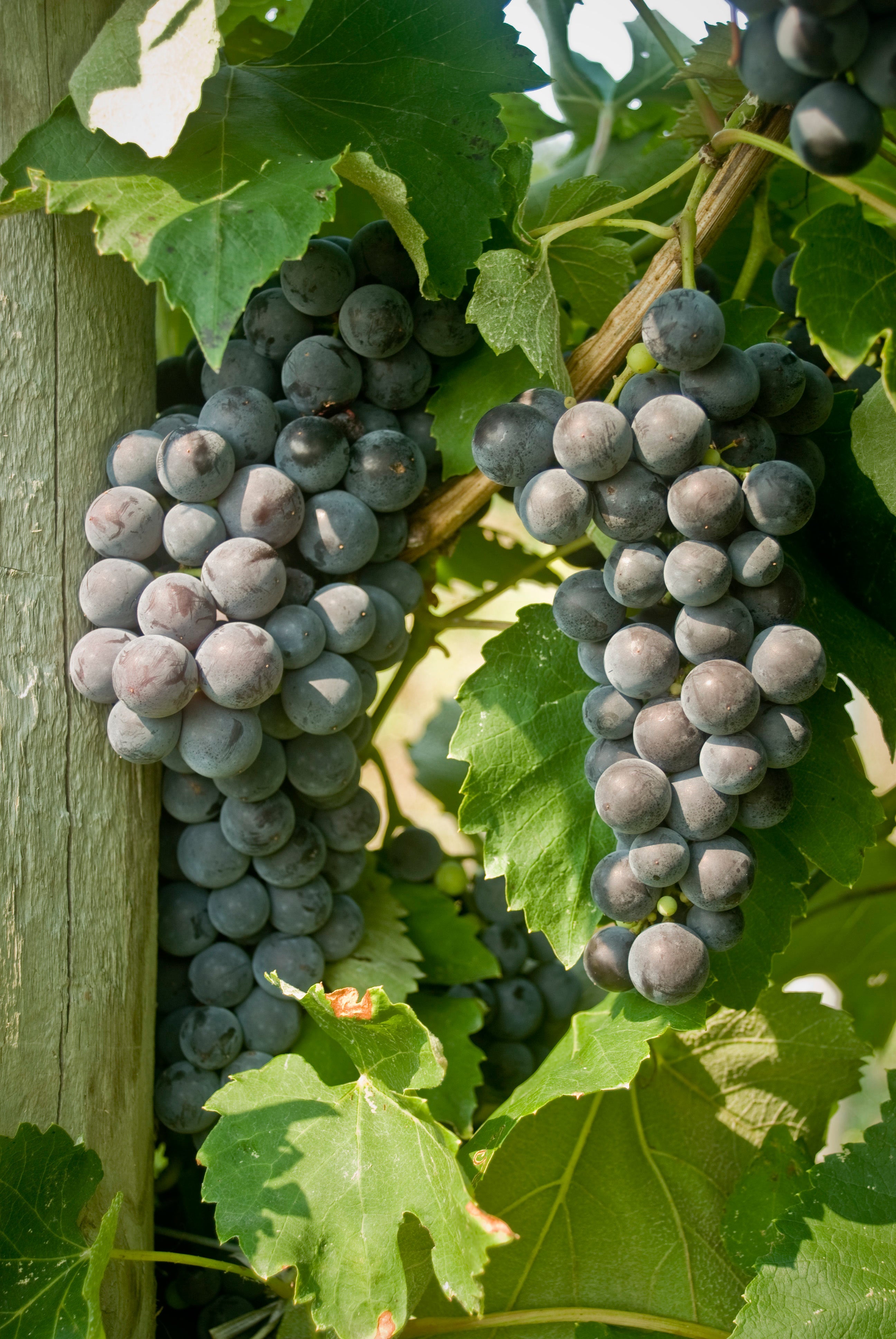 Everest Seedless Grapevine (NY98.0228.02)