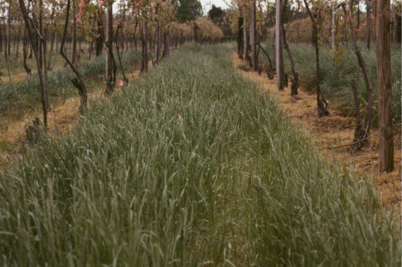 Managing Vineyard Cover Crops– abigailsgarden