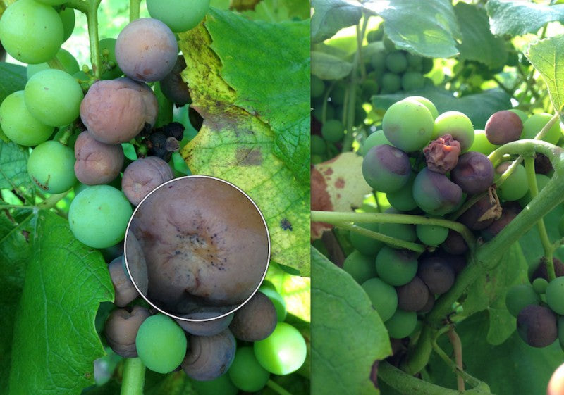 Disease Management Programs for Grapes – Part 2