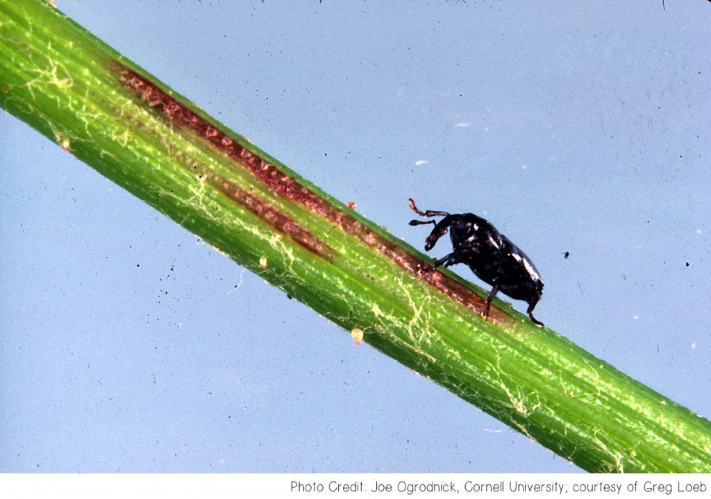 Girdler Insect Grape Cane Girdler