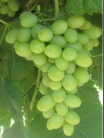 Compassion Grape Compassion Grape Vines For Sale - Abigail's Garden